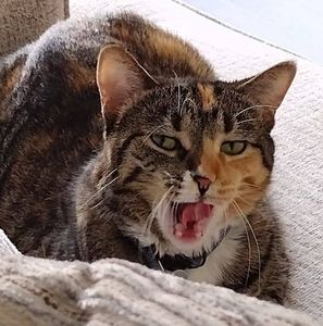 Meet your Posher, Hayden